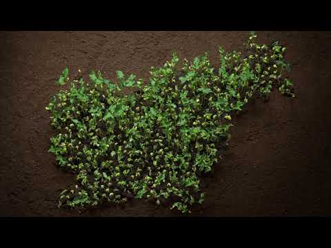 SPAR Kot nekoč - obujena stara sorta: Solata Tolminka