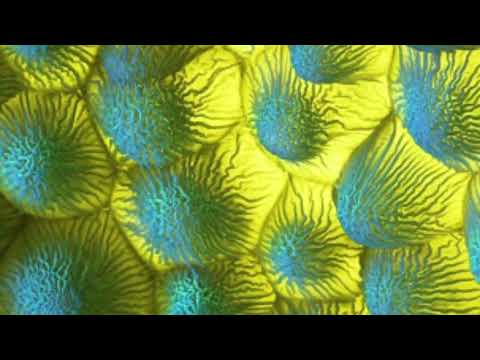 Ola vs Rai Shelest - Jackie Kennedy (DJ Baur vs DJ Nejtrino Mashup)