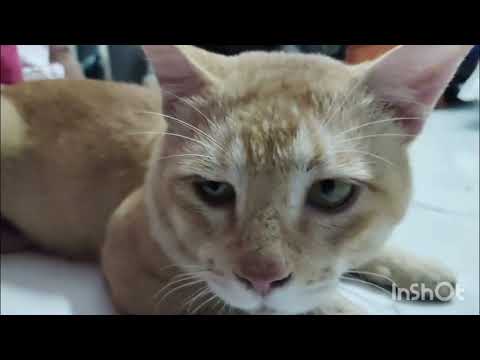 Kese baat kar raha hai sherkhan se