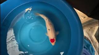 video van Tancho Sanke TA-V24-10280