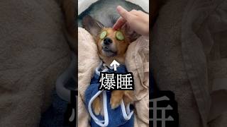 愛犬にスパしたら爆睡しすぎた！