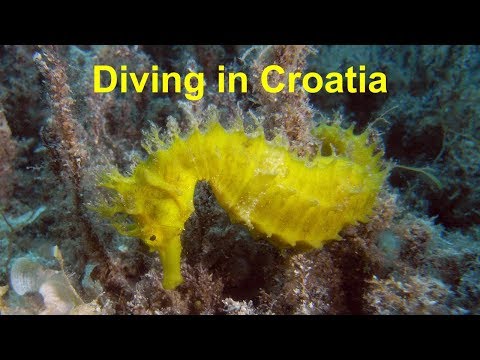 Tauchen in Kroatien, Cres - Selzine,  Galijola,  Zaglav / Diving in Croatia, Cres