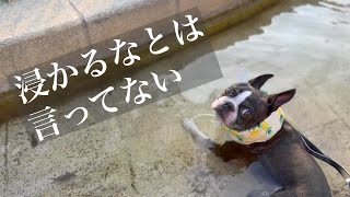 水遊びのはずが完全に“入浴”してる件｜ボストンテリアの日常
