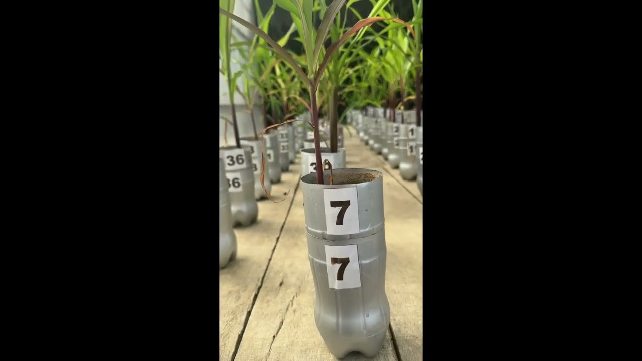 Nitrogênio e Fósforo - Nutrientes Cruciais Para o Milho