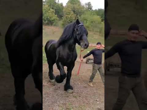 , title : 'Percheron Horse | Rare Breed of Horse | Unique Footage | #Shorts'