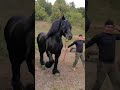 Percheron Horse | Rare Breed of Horse | Unique Footage | #Shorts