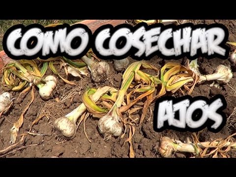 , title : 'Como Cosechar Los Ajos || La Huertina De Toni'