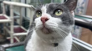 KPRC 2 Pet Project: Meet Belle, the coolest kitty around