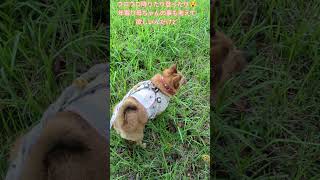 クン活しすぎ💢 #移住生活 #犬とふたり暮らし #犬と散歩