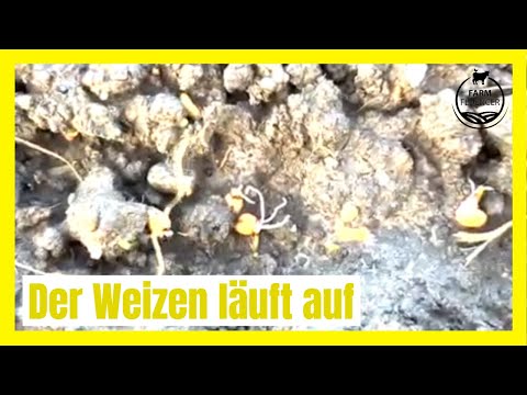 Der Weizen läuft auf | Winterweizen | Urs Wegmann