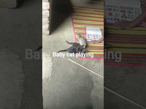 cute baby cat play time