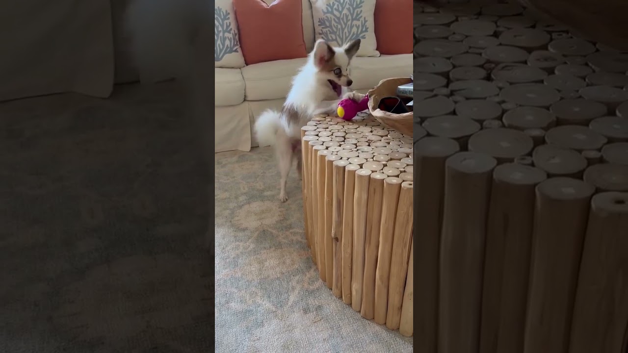 Dakota, a Adoptable Papillon in Gulfport, MS video 6/6