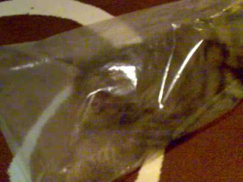 Jamie The Cat Fooling Around inside a bag