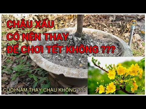 🔴 QBS2137 - CÓ NÊN THAY CHẬU ĐẸP CHO CÂY MAI ĐỂ CHƠI TẾT KHÔNG |CÓ NÊN THAY CHẬU VÀO DỊP CUỐI NĂM ?