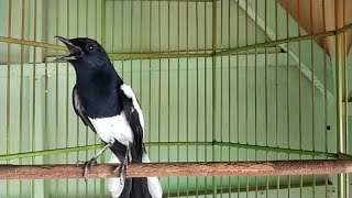 Download lagu KACER GACOR NGEPLONG ISIAN PRENJAK, MEMANGGIL LAWAN mp3