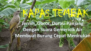 Download lagu Masteran Suara Burung Kapas Tembak Gacor Dengan Jeda Untuk Murai Batu Dengan Suara Gemericik Air mp3
