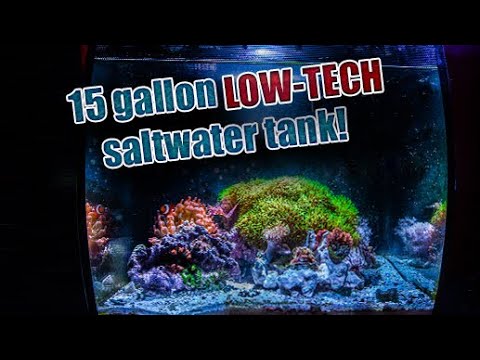 15 Gallon NANO salt-water tank: No Dosing, No water tests?!? JUST WATER CHANGES!