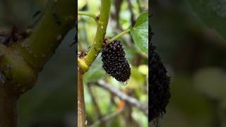 Download lagu வேலில பட்டுப்பூச்சி பழம்🫐🍇 Mulberry Fruit | மல்பரி #kids #nature #villagelife #healthy #food #farm mp3 Download lagu வேலில பட்டுப்பூச்சி பழம்🫐🍇 Mulberry Fruit | மல்பரி #kids #nature #villagelife #healthy #food #farm mp3