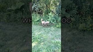 This dog found something CRAZY!