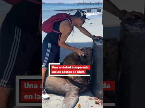 Salvó a un lobo marino y ganó una amistad inusual en Chile