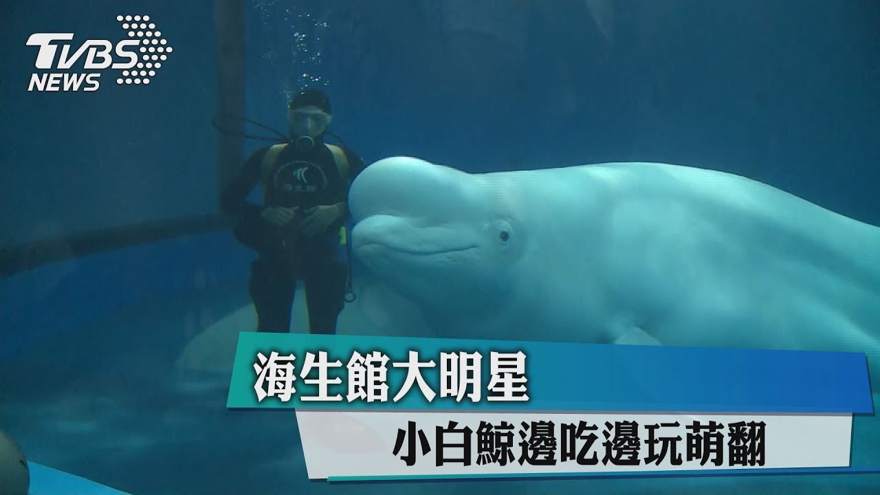 海生館大明星小白鯨 邊吃邊玩萌翻
