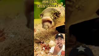 Download lagu FISH TEETH ARE REALLY STRONG, RIGHT!!?? #fish #aquarium #satisfying #fishing #cute #animals mp3 Download lagu FISH TEETH ARE REALLY STRONG, RIGHT!!?? #fish #aquarium #satisfying #fishing #cute #animals mp3