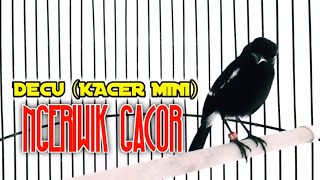 Download lagu suara decu (kacer mini) ngeriwik buat pancingan decu bahan stres macet bunyi agar ikut nyaut ♨️ mp3
