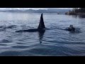 Amazing Look At These Orcas Rubbing Up On The Beach Spectacular