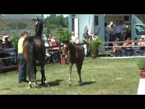 Sudweyher Fohlenschau 2009 Kat.-Nr. 37