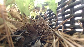 Baby Bird Live Cam July 30