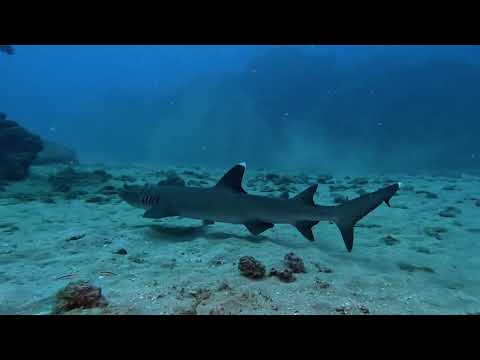 Discover Isla del Caño: A Marine Paradise with Costa Rica Dive and Surf