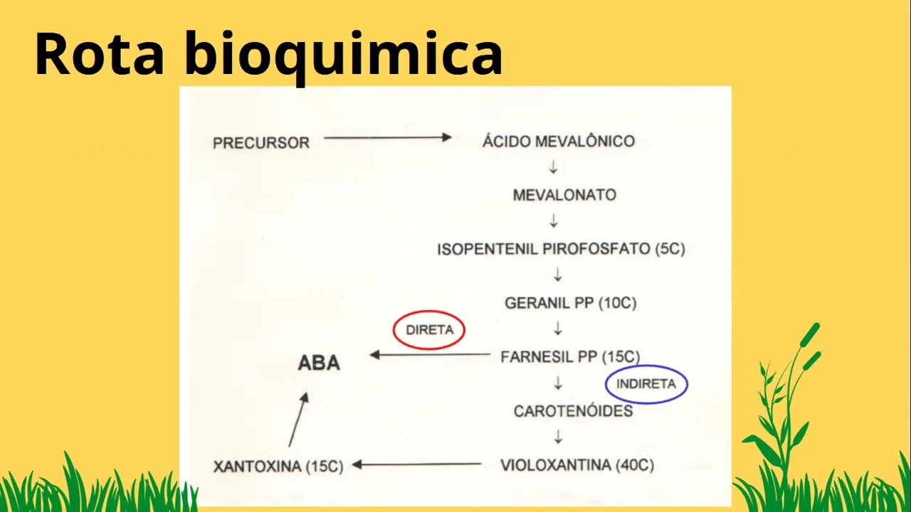 Vídeo aula ABA (ácido abscísico)