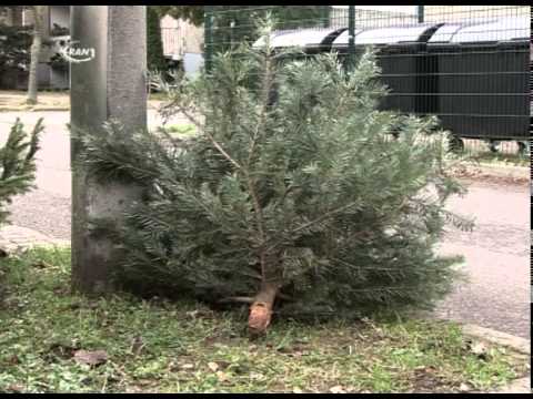 Weihnachtsbaumentsorgung - RAN1