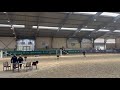 Hongre 3 ans GLASGOW W VH MERELSNEST X Elan de la Cour
