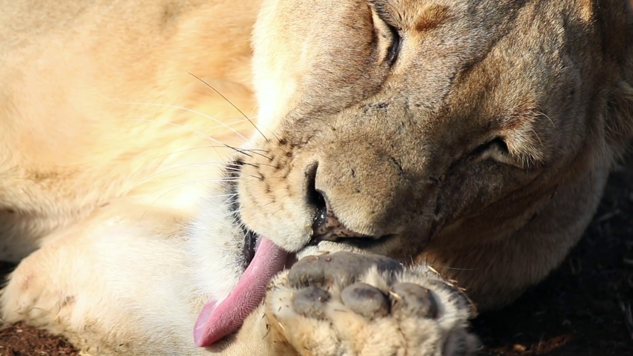 Mkombe's House Lamai