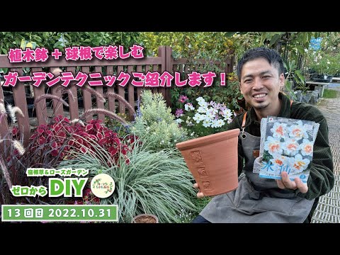 塊茎から植える花 シクラメンは塊茎を育てる ピンクパープルサーモン