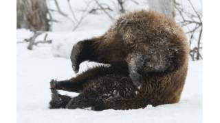 Nothing - Somersault