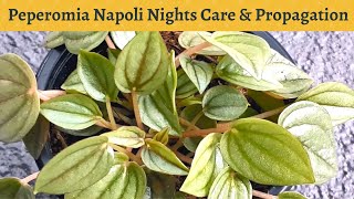 Peperomia Napoli Nights Care and Propagation