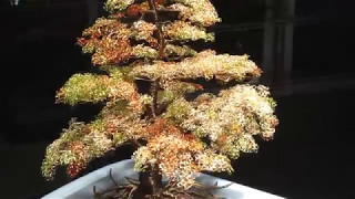 Yama Momiji - Japanese Autumn Mountain Maple