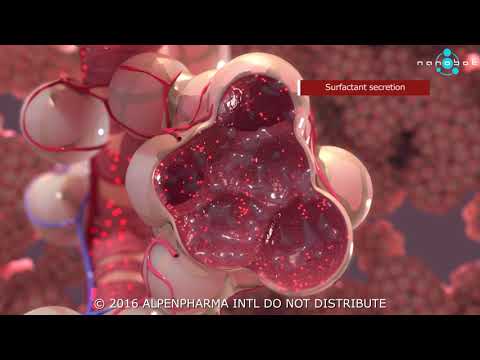 Pulmonary surfactant secretion - 3D medical animation