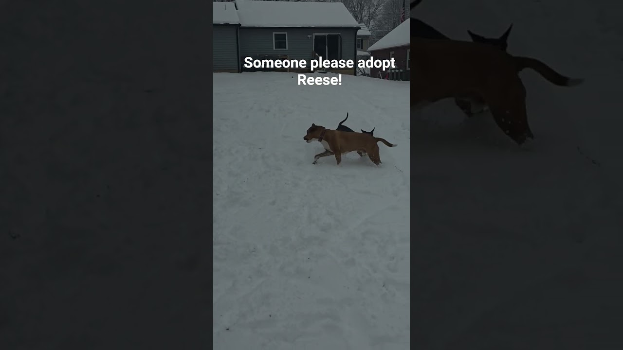 Reese, a ADOPTABLE mixed breed in Blue Bell, PA video 5/5