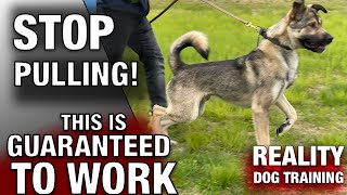 The Most Realistic Leash Training Lesson for Severe Pullers