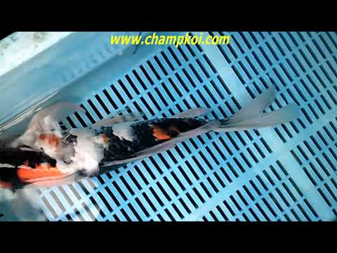 Long Fin Showa 21 D 236