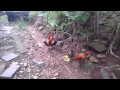 Chicken Run Slow Motion