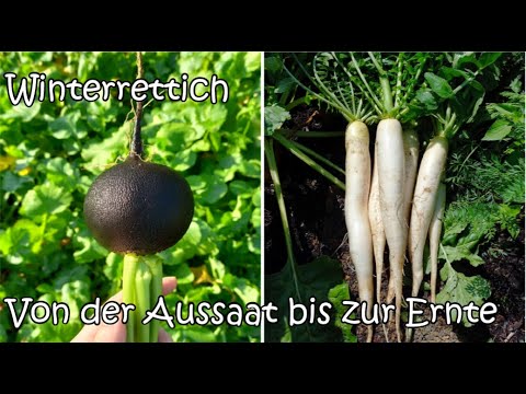 Winterrettich - Von der Aussaat bis zur Ernte