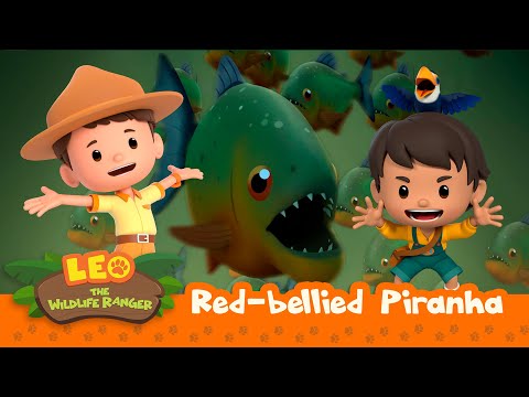 Red-Bellied Piranha | Is That a Water Monster?? | Leo the Wildlife Ranger | Animation for Kids