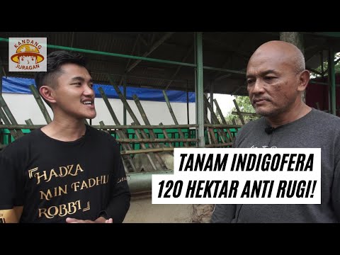 , title : 'Tanam Indigofera 120 Hektar Anti Rugi! | Pakan Domba Kelinci dan Ayam di Karawang'