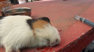 Pet Guinea Pig Treatment in home with ORS