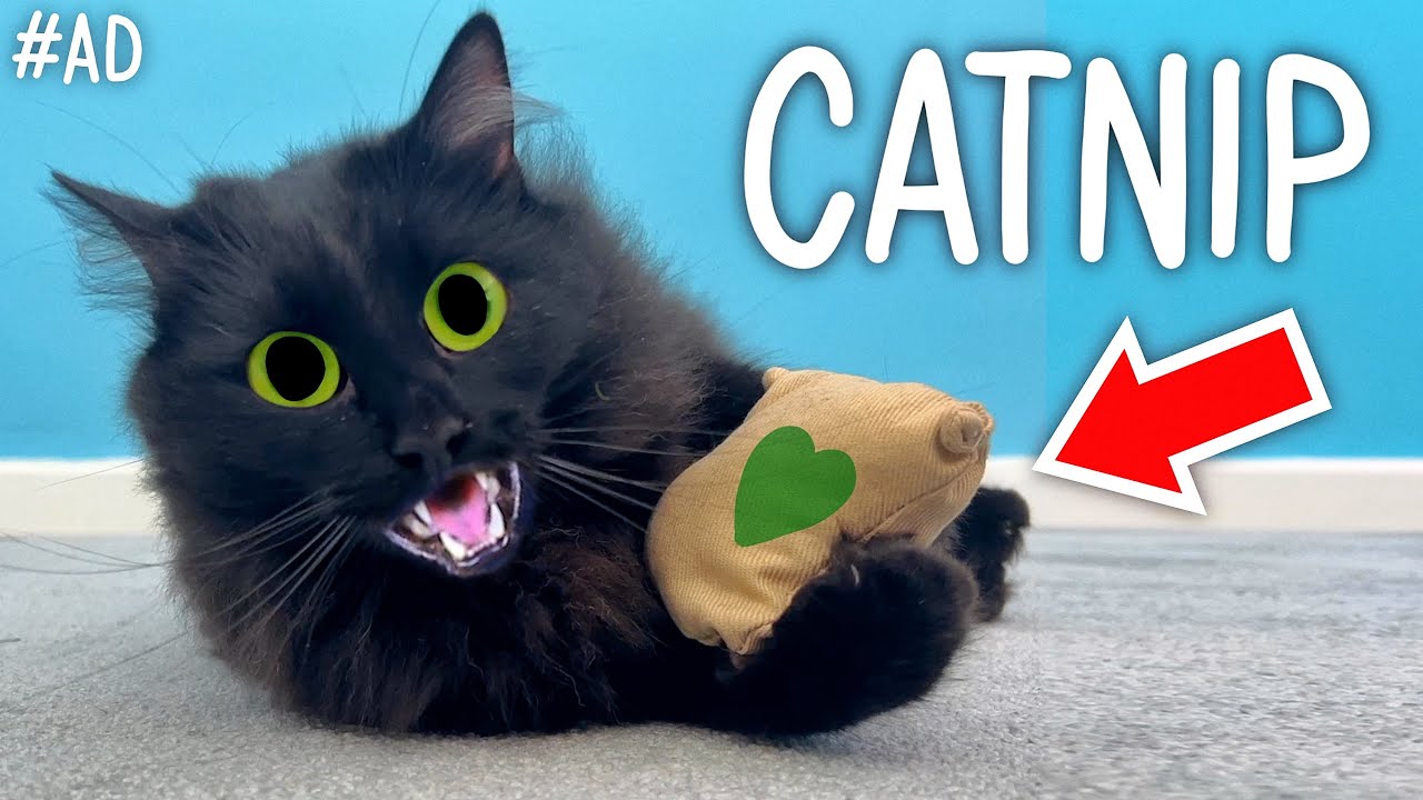 Testing Crazy Catnip Products!