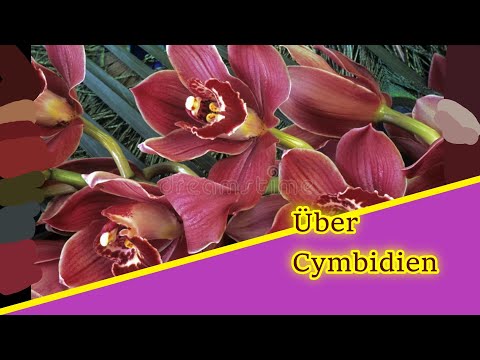 Basisiwissen: Die Cymbidium braucht einen neuen Topf!